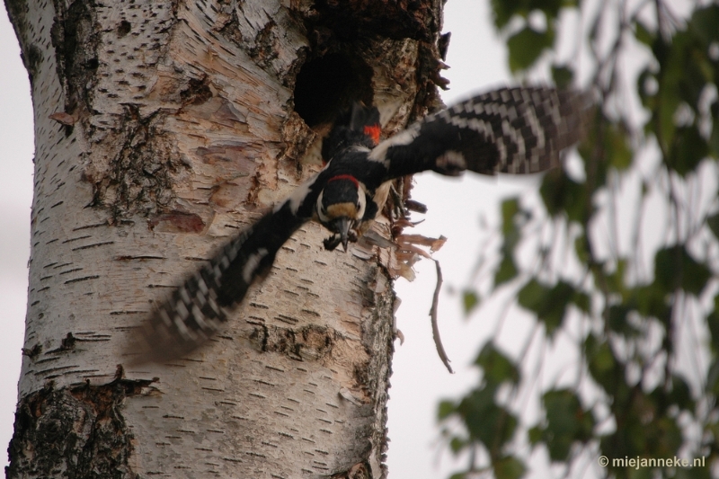 specht018.JPG - Vogels