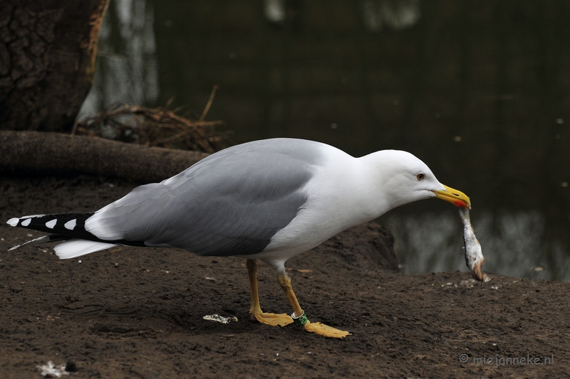 t002.JPG - Vogels