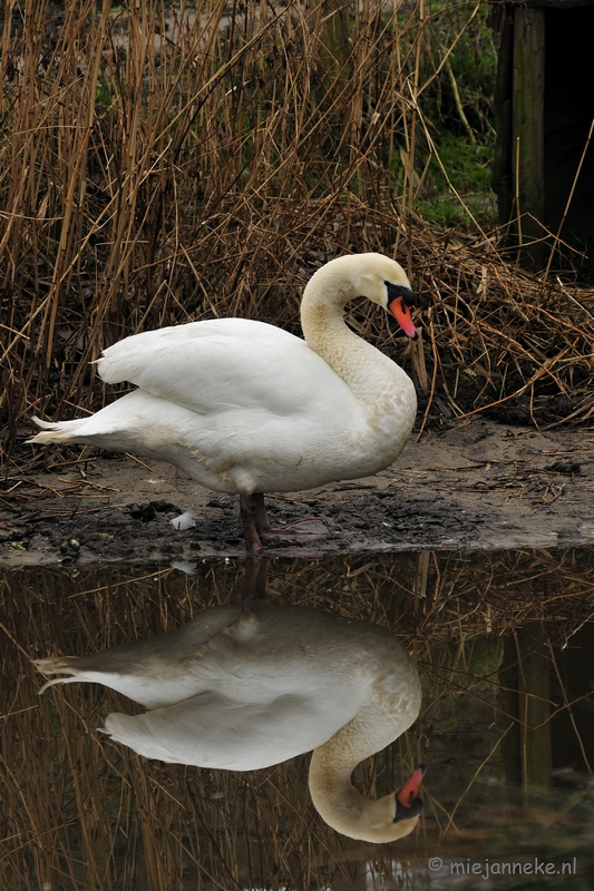 t003.JPG - Vogels