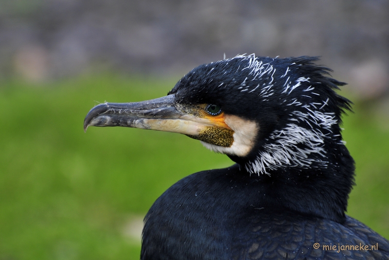 t004.JPG - Vogels