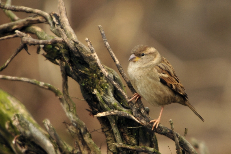 t005.JPG - Vogels