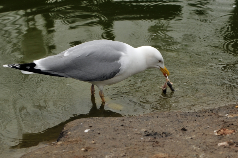 t006.JPG - Vogels