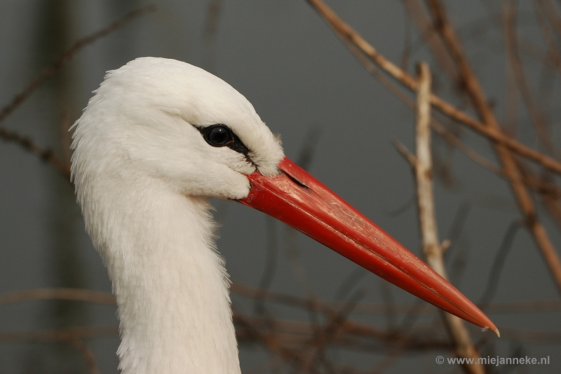 t008.JPG - Vogels