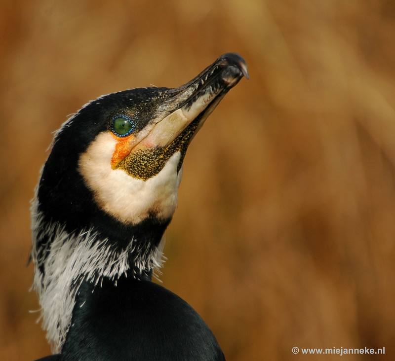 t009.JPG - Vogels