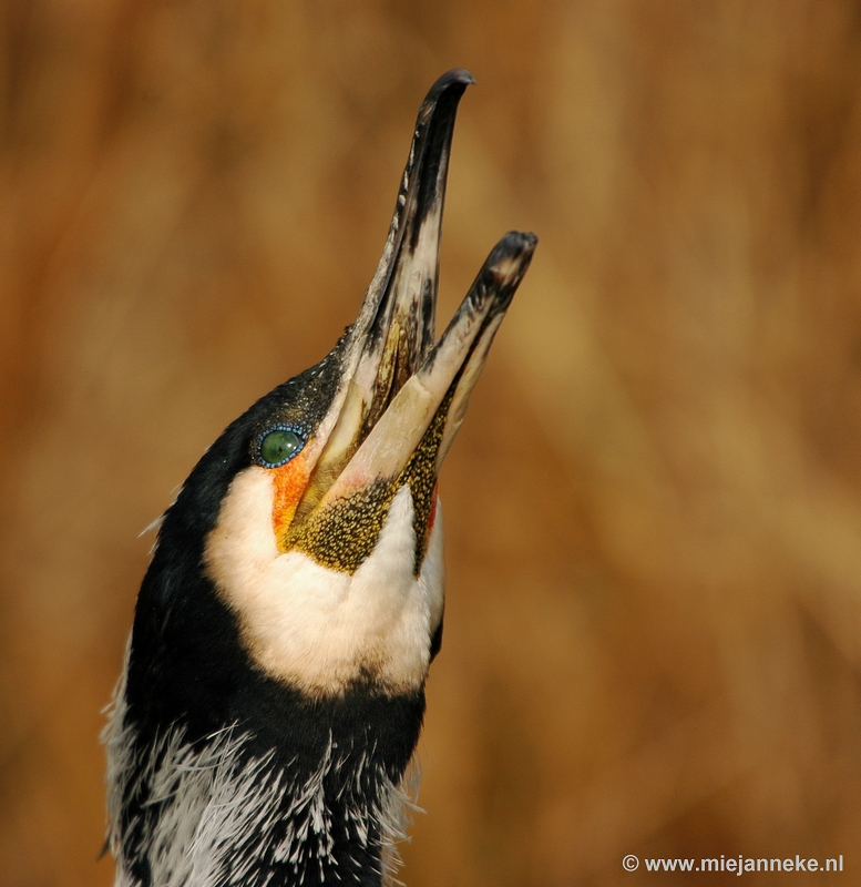 t010.JPG - Vogels