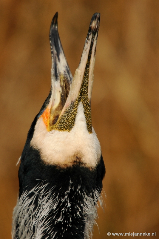 t011.JPG - Vogels