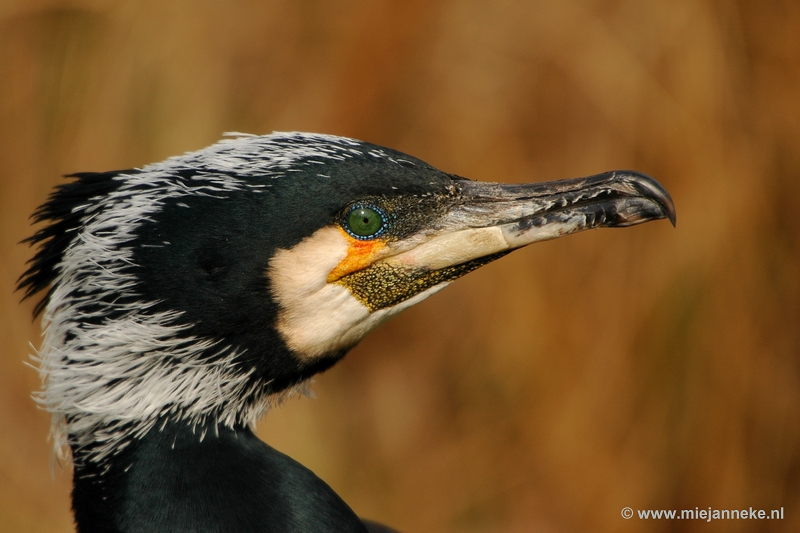 t012.JPG - Vogels