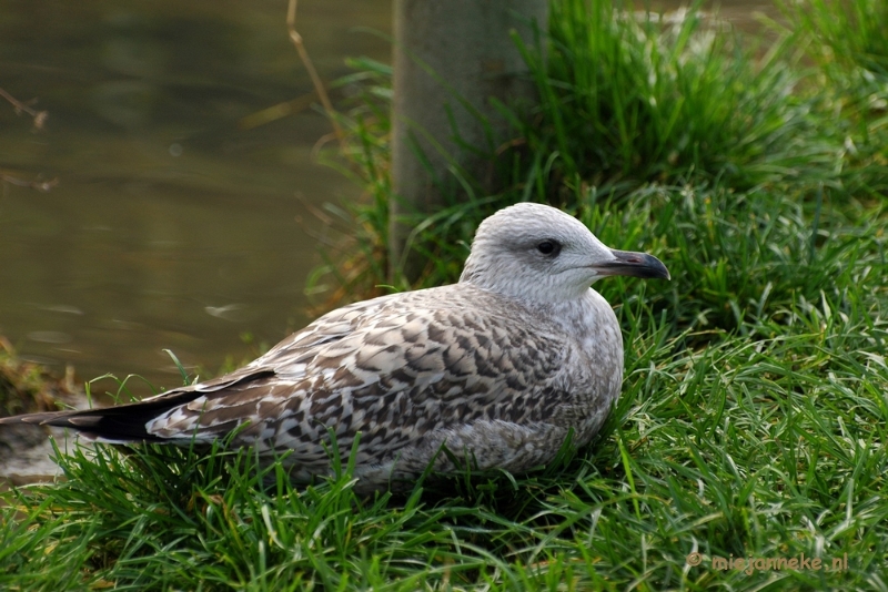 t013.JPG - Dierenrijk 30 oktober