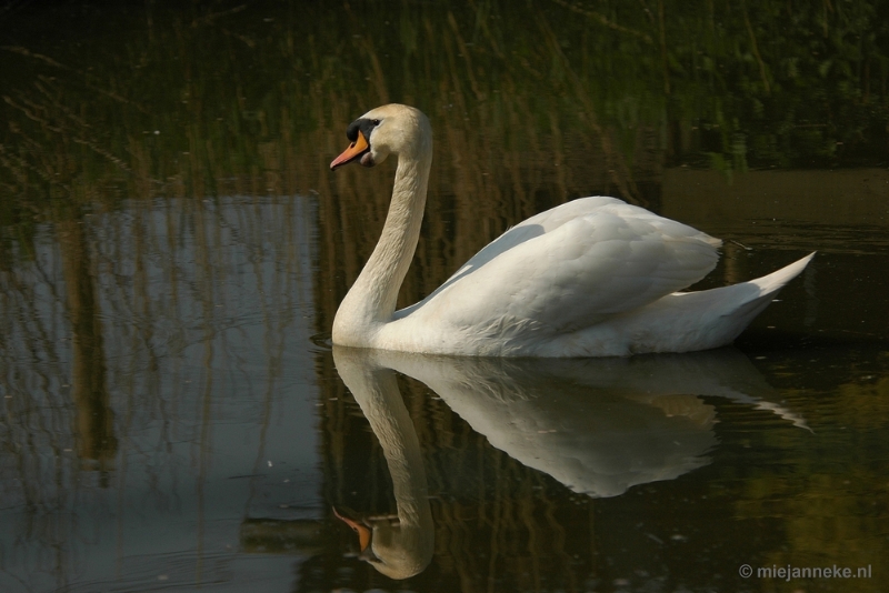 t017.JPG - Vogels