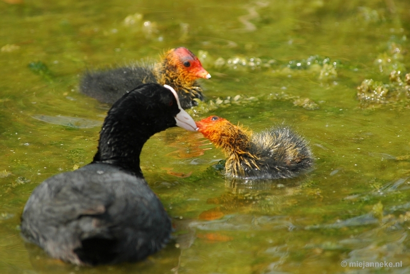 t020.JPG - Vogels