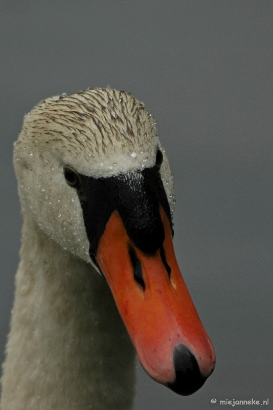 t022.JPG - Vogels