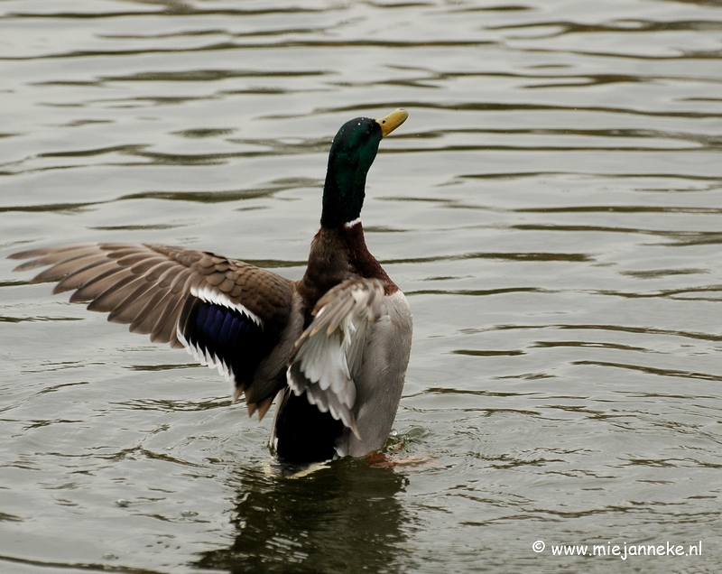 t027.JPG - Vogels