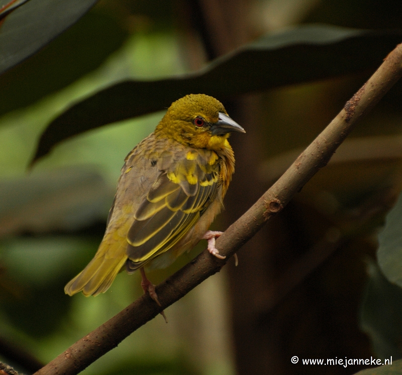 t028.JPG - Vogels