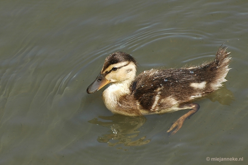 t029.JPG - Vogels