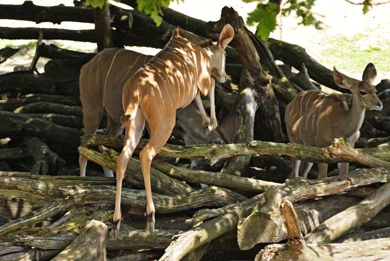 hert2.jpg - Erlebnis Welt Zoo Duitsland