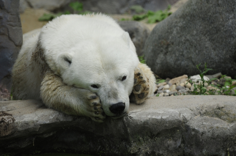 ijsbeer1.jpg - Erlebnis Welt Zoo Duitsland