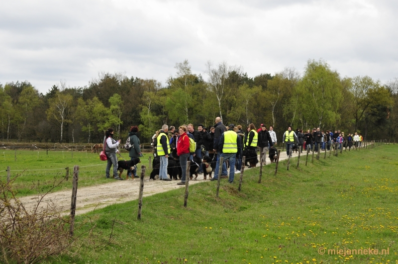 41 m.JPG - Berner Sennen Meeting Limburg