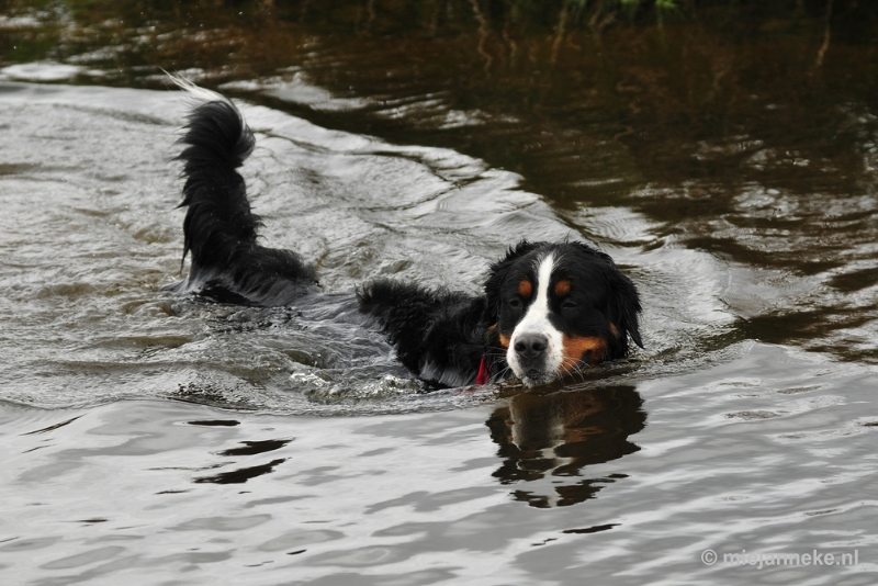 67 m.JPG - Berner Sennen Meeting Limburg