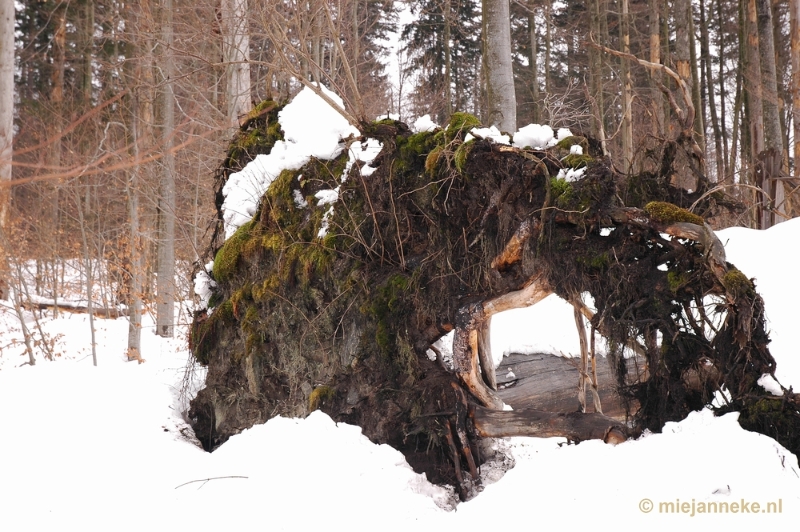 DSC_3032.JPG - Bayerisch Wald