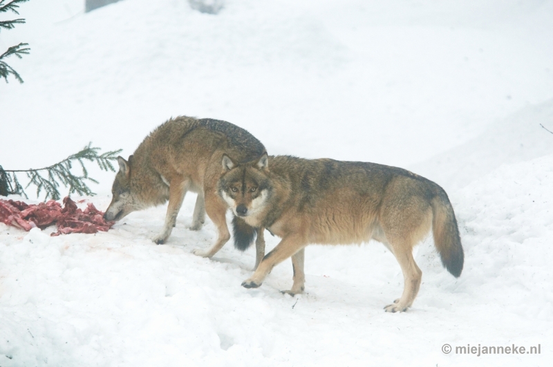 _DSC8093a.JPG - Bayerisch Wald