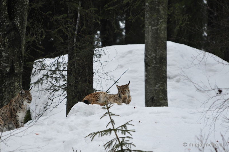 _DSC8150.JPG - Bayerisch Wald