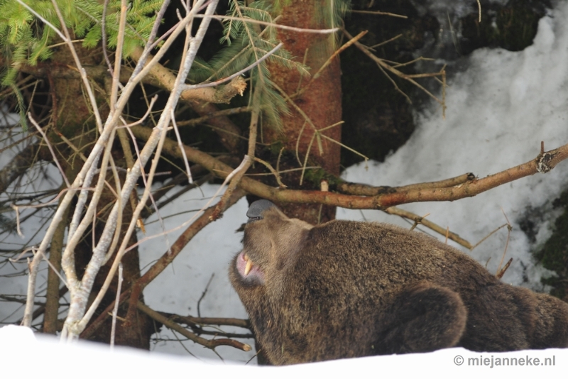 _DSC8705.JPG - Bayerisch Wald