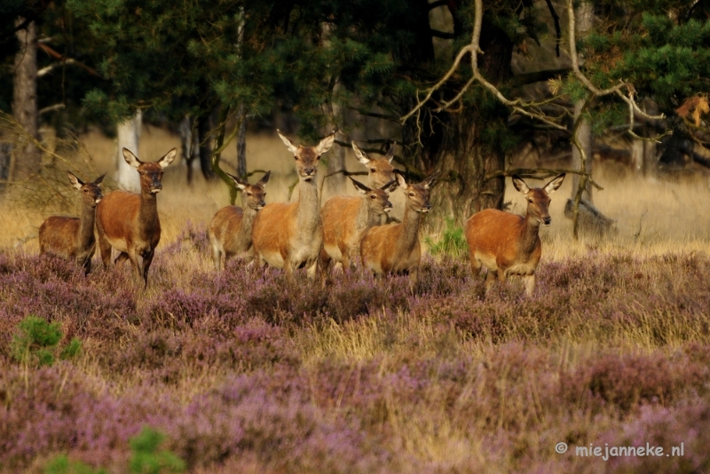 _DSC7381.JPG - Brons op de Veluwe