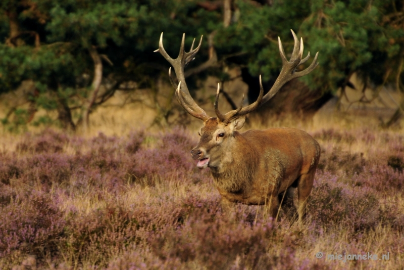 _DSC7441.JPG - Brons op de Veluwe