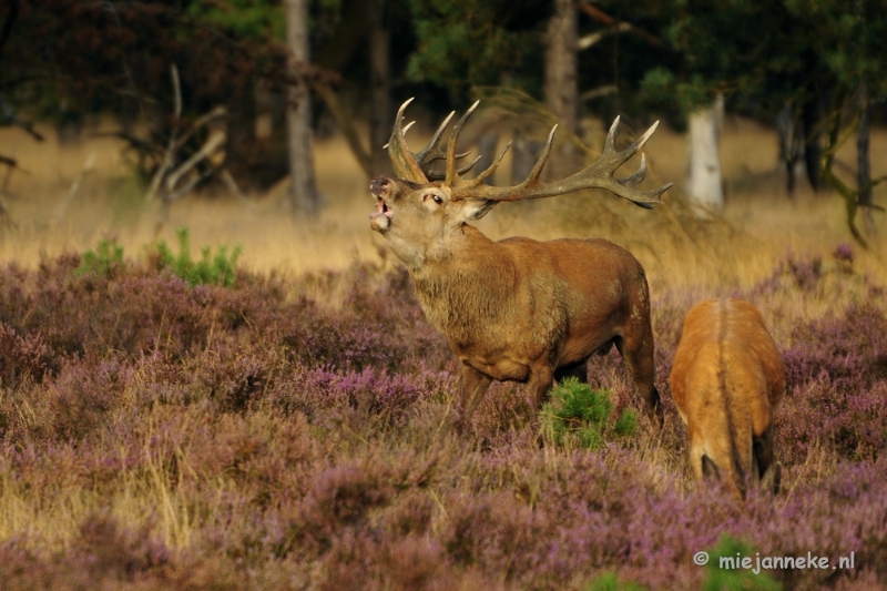 _DSC7515.JPG - Brons op de Veluwe