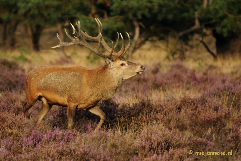 _DSC7542.JPG - Brons op de Veluwe