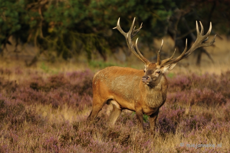 _DSC7583.JPG - Brons op de Veluwe