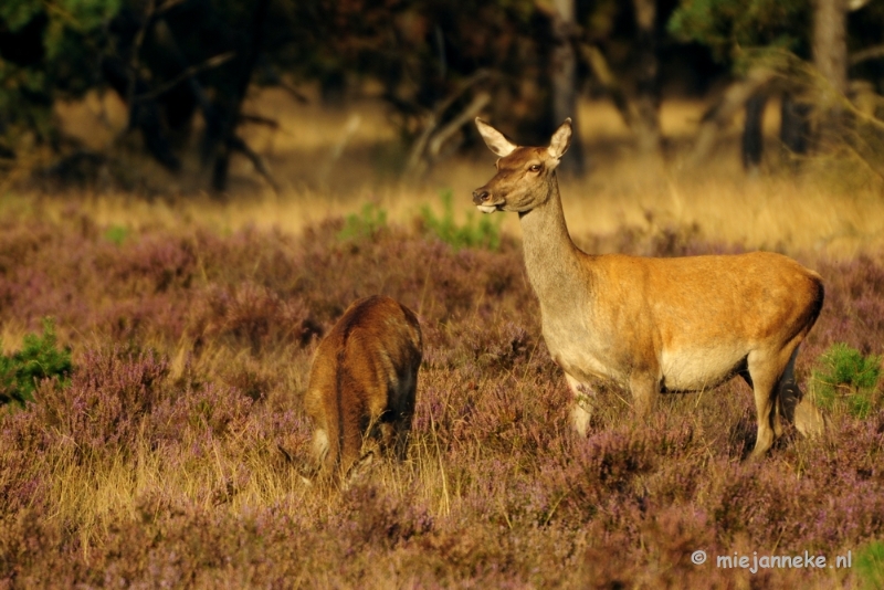 _DSC7642.JPG - Brons op de Veluwe