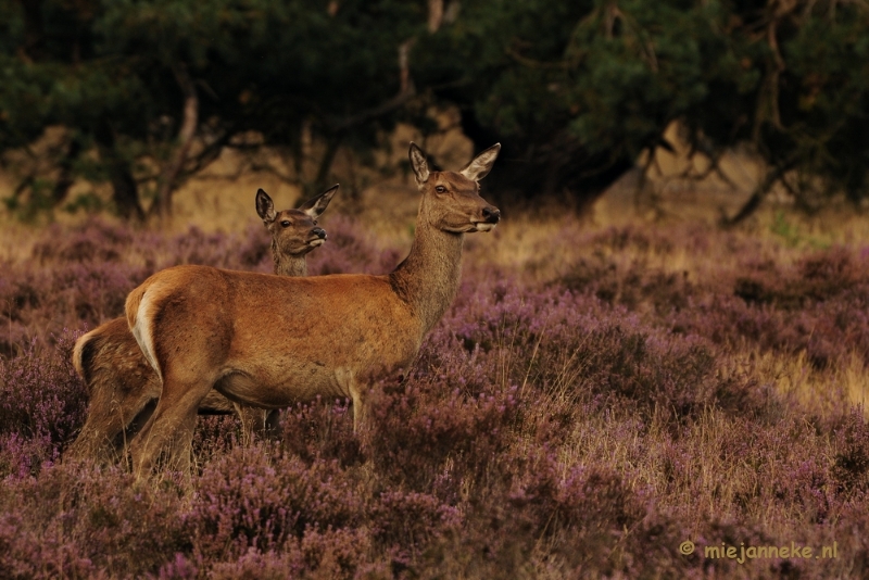 _DSC7891.JPG - Brons op de Veluwe