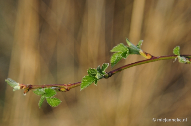 _DSC2033.JPG - Vorst aan de grond.