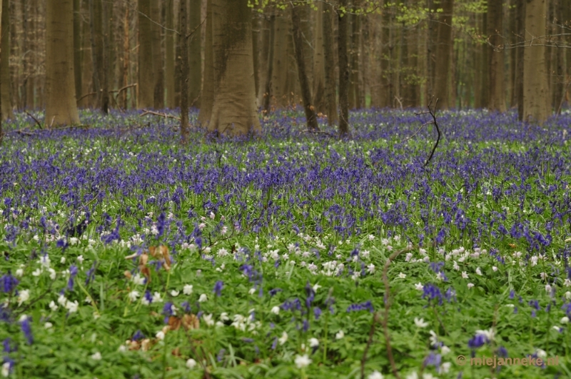 _DSC3075.JPG - Hallerbos