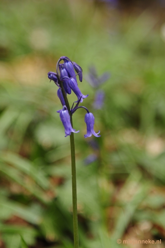 _DSC3108.JPG - Hallerbos