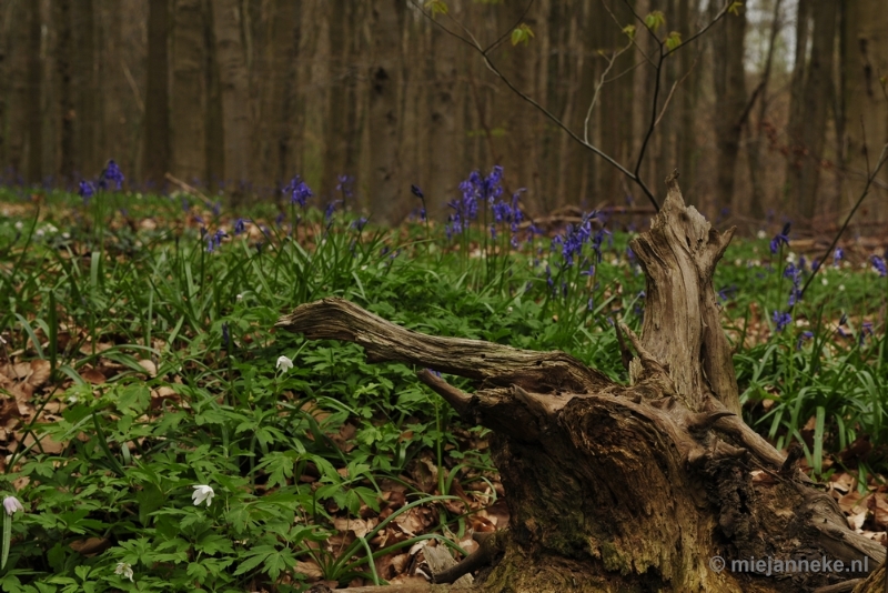 _DSC3166.JPG - Hallerbos