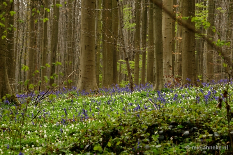 _DSC3229.JPG - Hallerbos