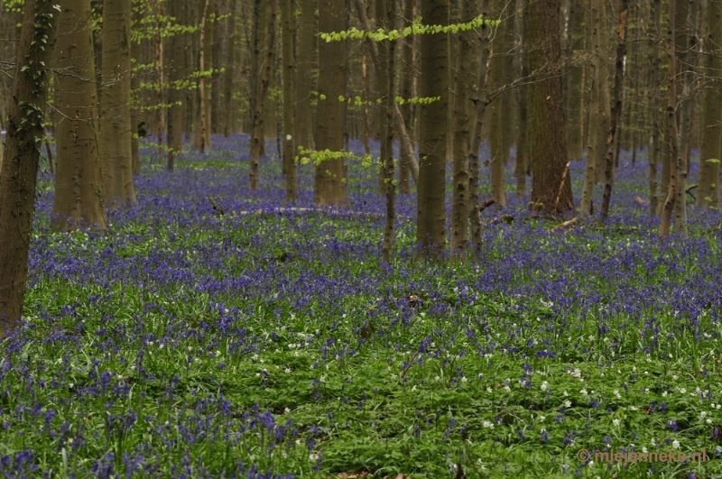 _DSC3351.JPG - Hallerbos