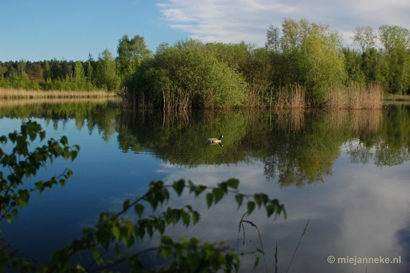 DSC_8126.JPG - Lommel Sahara