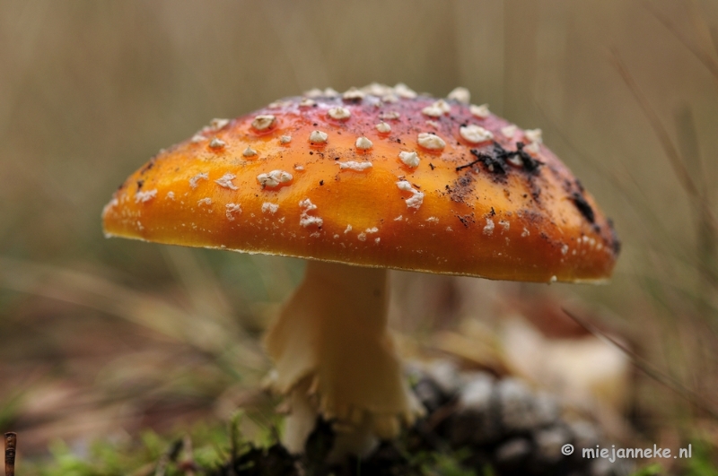 _DSC0001.JPG - Paddestoelen Leenderheide