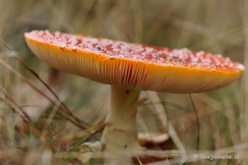 _DSC0004.JPG - Paddestoelen Leenderheide