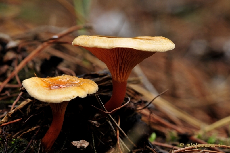 _DSC0012.JPG - Paddestoelen Leenderheide