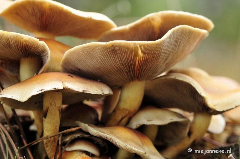 _DSC0020.JPG - Paddestoelen Leenderheide