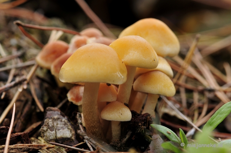 _DSC0022.JPG - Paddestoelen Leenderheide