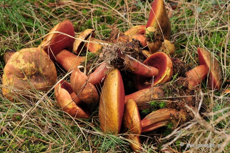 _DSC0057.JPG - Paddestoelen Leenderheide