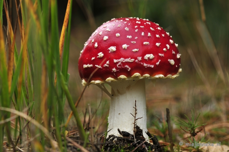 _DSC0072.JPG - Paddestoelen Leenderheide