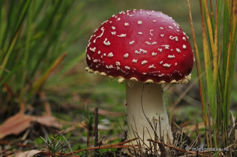 _DSC0073.JPG - Paddestoelen Leenderheide