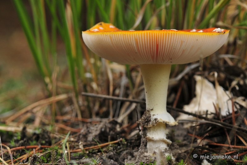 _DSC0079.JPG - Paddestoelen Leenderheide