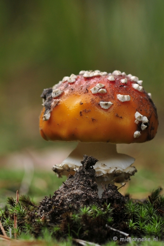 _DSC0102.JPG - Paddestoelen Leenderheide